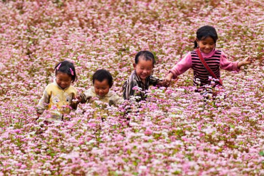 Ha Giang Buckwheat Flower Festival 2015